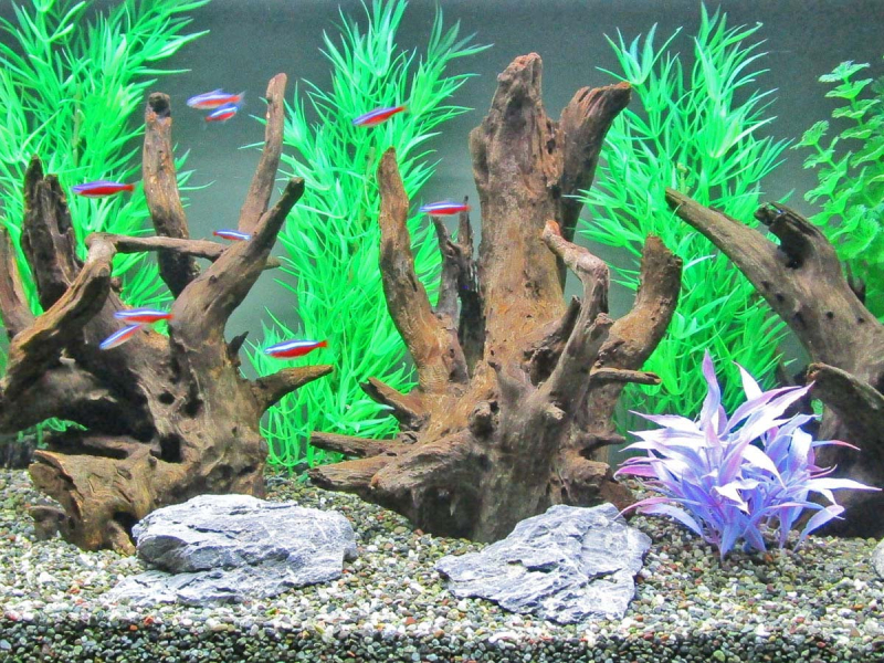 Preview: Corbo-Wurzel